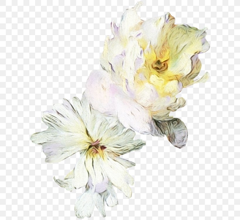 Flower Flowering Plant White Petal Plant, PNG, 624x752px, Watercolor, Blossom, Chinese Peony, Cut Flowers, Flower Download Free