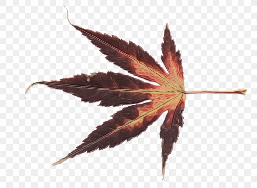 Maple Leaf, PNG, 1024x749px, Watercolor, Flower, Hemp Family, Leaf, Maple Download Free