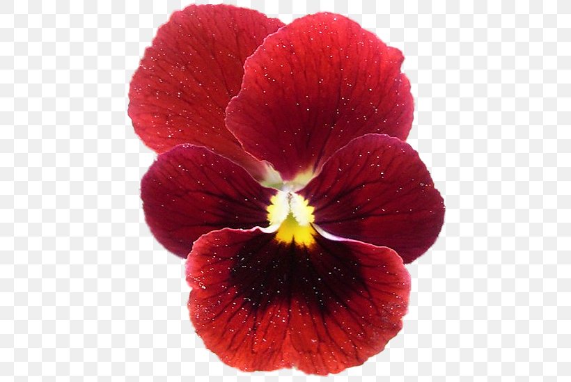 Pansy Annual Plant Magenta Close-up Herbaceous Plant, PNG, 471x549px, Pansy, Annual Plant, Closeup, Flower, Flowering Plant Download Free
