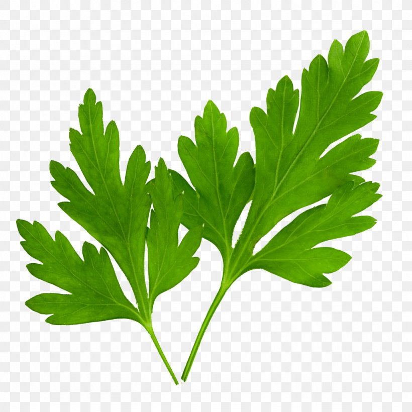 Parsley Coriander Herb Image, PNG, 1024x1024px, Parsley, Condiment, Coriander, Essential Oil, Food Download Free