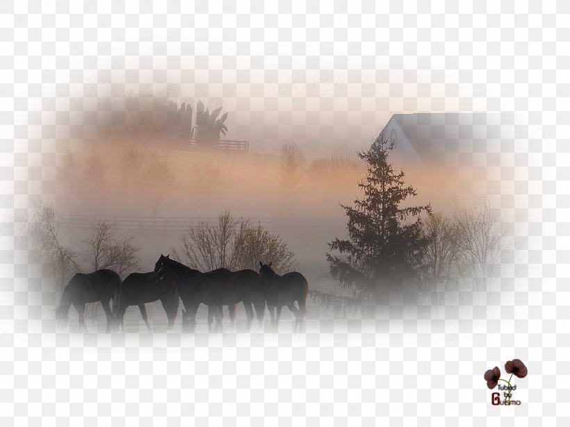 Andalusian Horse Desktop Wallpaper Landscape Animal, PNG, 1600x1200px, Andalusian Horse, Animal, Computer, Fog, Freezing Download Free