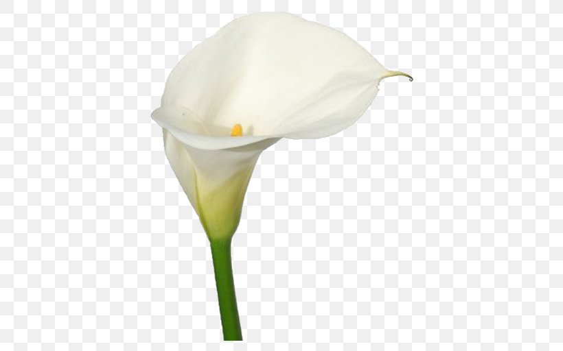 Arum Lilies Bog Arum Flower Lilium Arum-lily, PNG, 512x512px, Arum Lilies, Alismatales, Arum, Arum Family, Arumlily Download Free