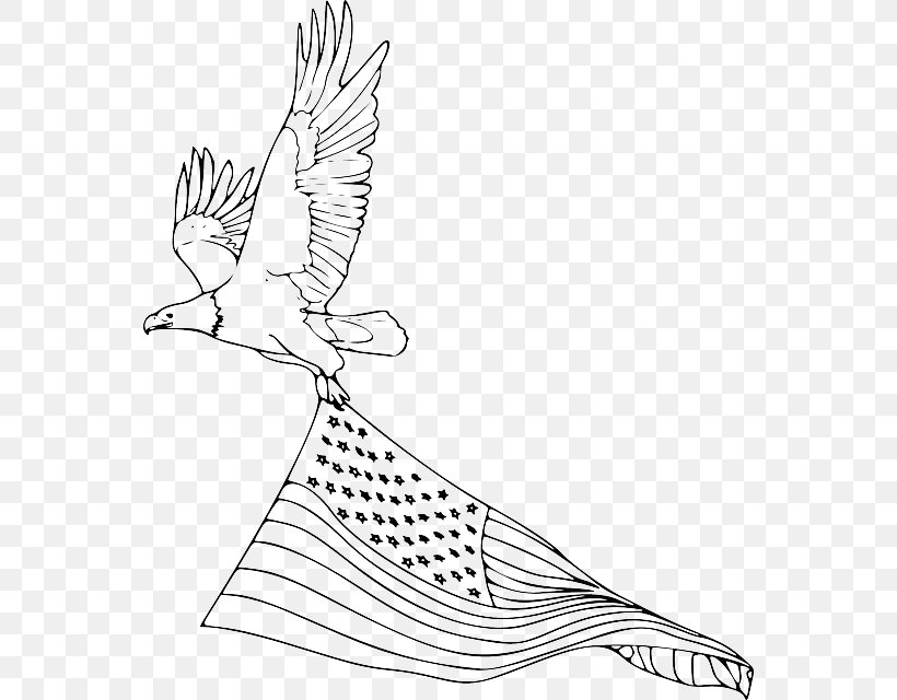 Bald Eagle Coloring Book Drawing Golden Eagle, PNG, 558x640px, Bald Eagle, Animal, Area, Art, Artwork Download Free