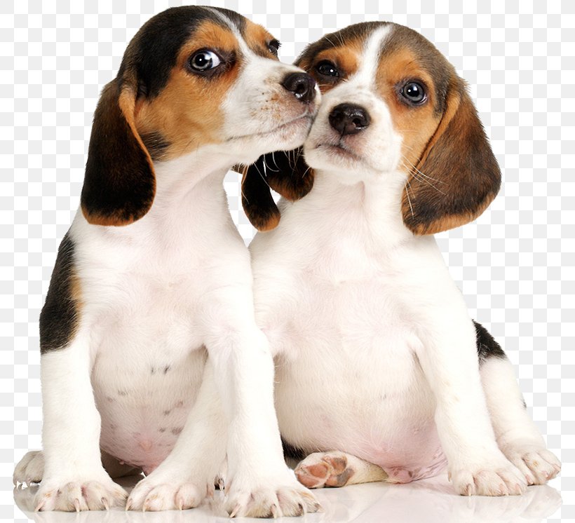 Beagle Puppy Dachshund Basset Hound Talbot Hound, PNG, 800x746px, Beagle, Basset Hound, Carnivoran, Companion Dog, Dachshund Download Free