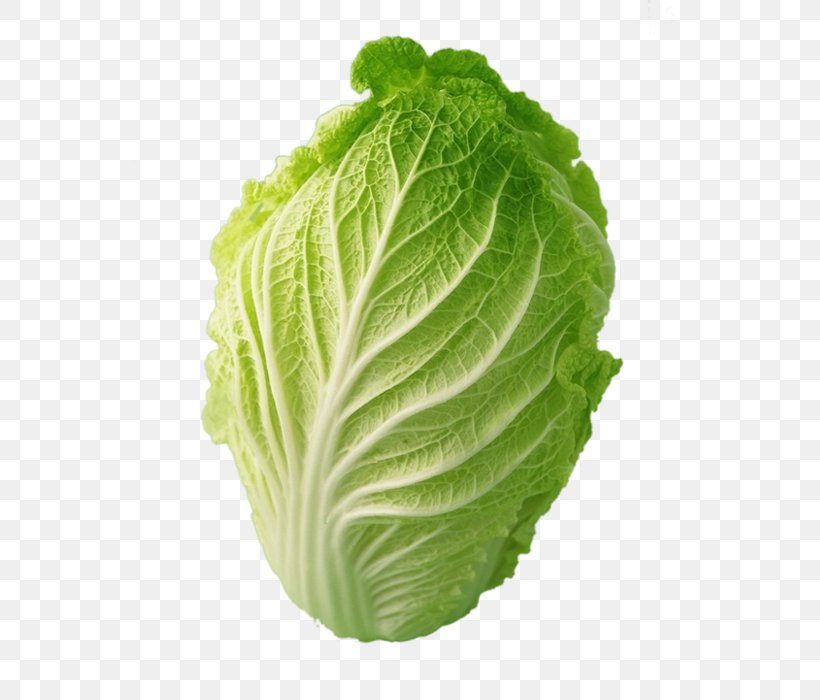 Chinese Cabbage Choy Sum Vegetable, PNG, 700x700px, Cabbage, Bok Choy, Brassica Oleracea, Cabbage Family, Chinese Cabbage Download Free