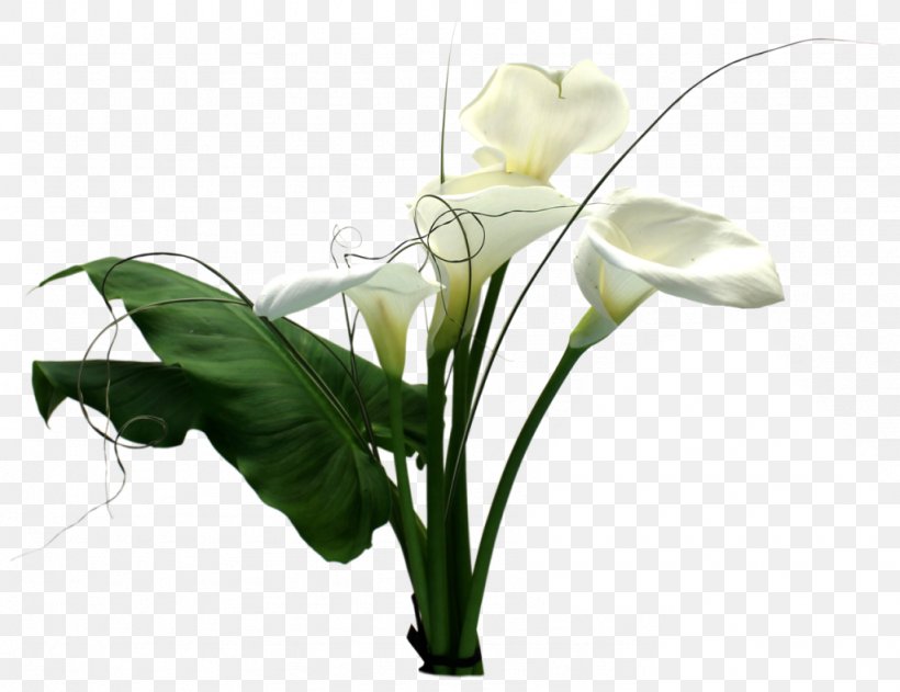 Cut Flowers Floral Design PlayStation 2 Arum Lilies, PNG, 1024x788px, Cut Flowers, Alismatales, Arum, Arum Lilies, Bud Download Free