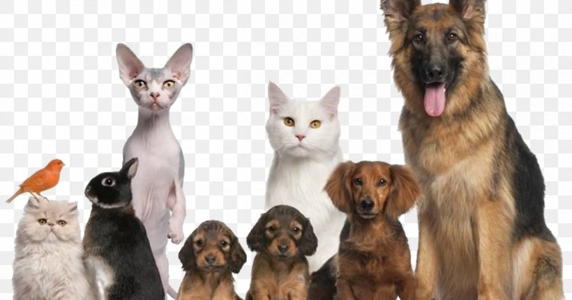 Dog Cat Pet Veterinarian Animal Shelter, PNG, 1200x630px, Dog, Animal Shelter, Cat, Cat Like Mammal, Dog Breed Download Free