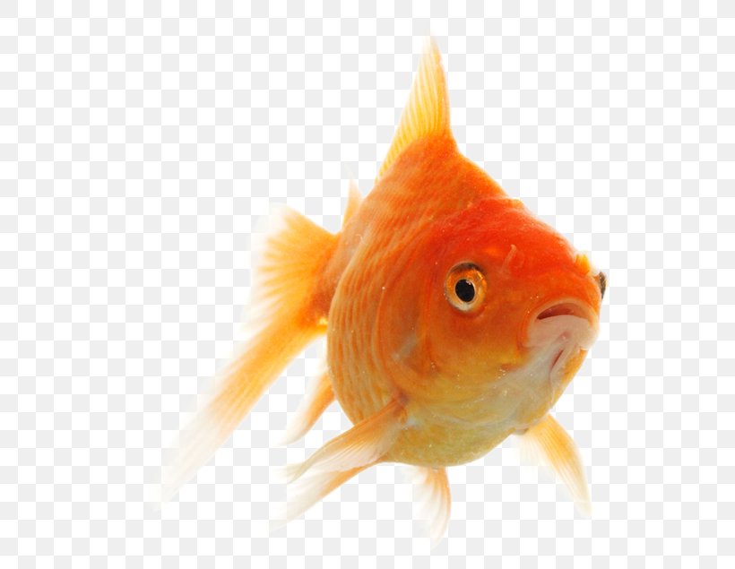 Goldfish, PNG, 635x635px, Goldfish, Bony Fish, Close Up, Fauna, Feeder Fish Download Free