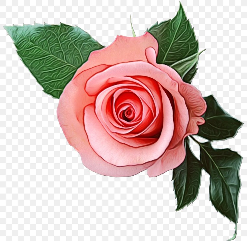 Guns N Roses Logo, PNG, 800x797px, Watercolor, Appetite For Destruction, Artificial Flower, Bouquet, Cabbage Rose Download Free
