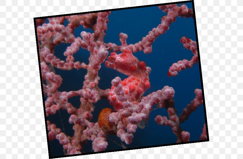 Pygmy Seahorse Komodo Dragon Tulamben, PNG, 593x537px, Seahorse, Coral, Coral Reef, Coral Reef Fish, Eagle Rays Download Free