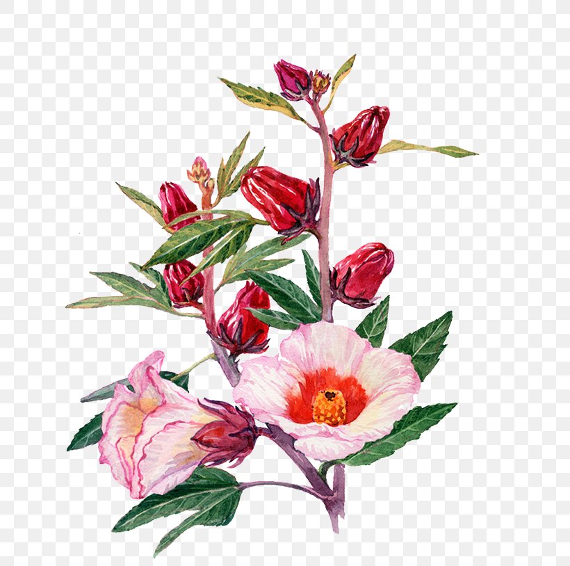 Watercolor Painting Roselle Drawing Flower, PNG, 642x814px, Watercolor Painting, Art, Camellia, Color, Creative Work Download Free