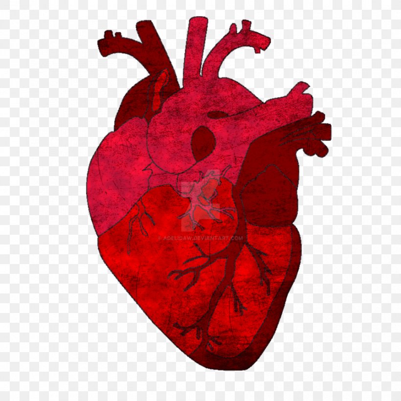 Gray's Anatomy Saatchi Art Heart, PNG, 894x894px, Watercolor, Cartoon, Flower, Frame, Heart Download Free