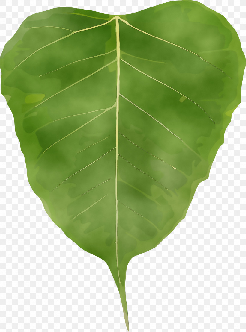 Leaf Green Plant Flower Tree, PNG, 2217x3000px, Bodhi Leaf, Anthurium, Bodhi, Bodhi Day, Flower Download Free