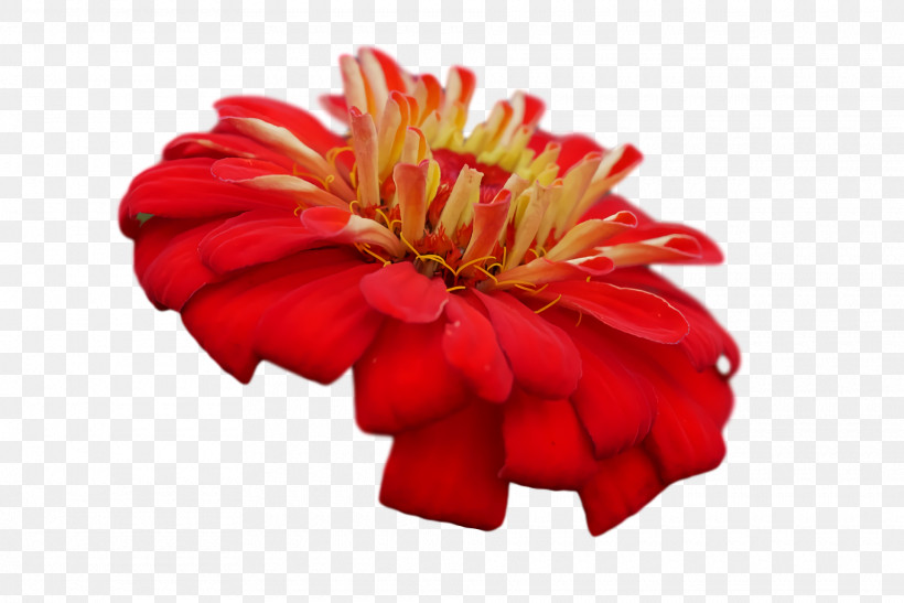 Transvaal Daisy Cut Flowers Chrysanthemum Petal Red, PNG, 1920x1282px, Transvaal Daisy, Biology, Chrysanthemum, Cut Flowers, Flower Download Free