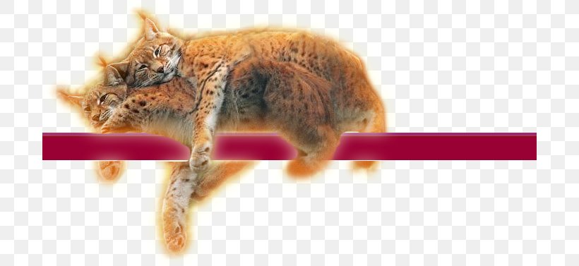 Whiskers Cuddle Party Physical Intimacy Love, PNG, 700x377px, Whiskers, Carnivoran, Cat, Cat Like Mammal, Cuddle Party Download Free