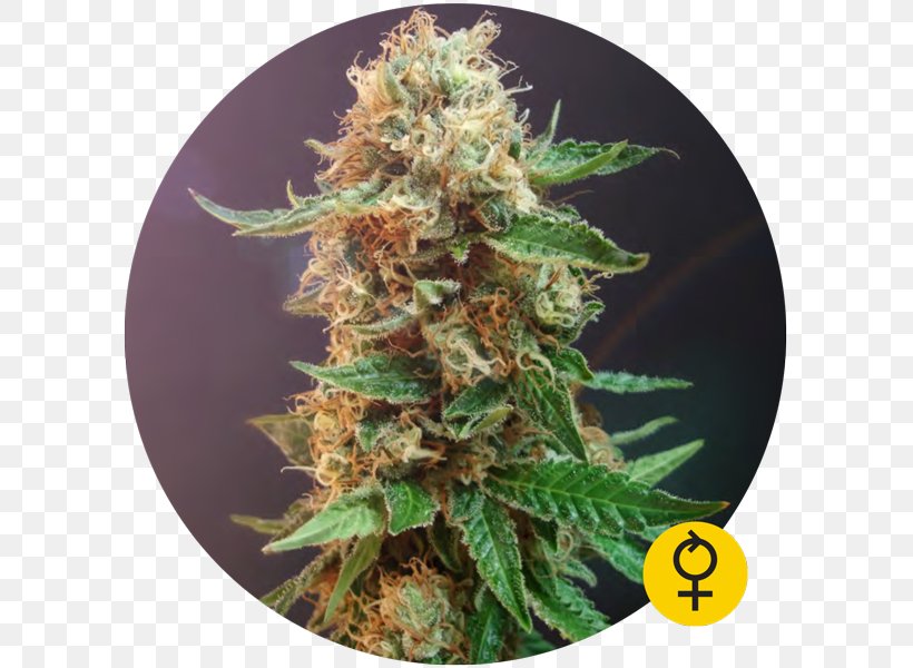 Autoflowering Cannabis Haze Seed Cannabis Sativa, PNG, 600x600px, Cannabis, Autoflowering Cannabis, Bulldog, Cannabis Ruderalis, Cannabis Sativa Download Free