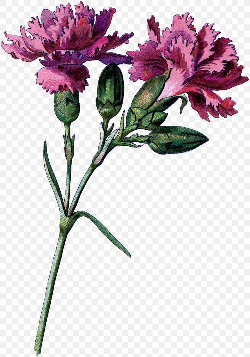 Cut Flowers Carnation Floral Design Lily Of The Incas, PNG, 1262x1800px, Flower, Alstroemeriaceae, Carnation, Cut Flowers, Floral Design Download Free