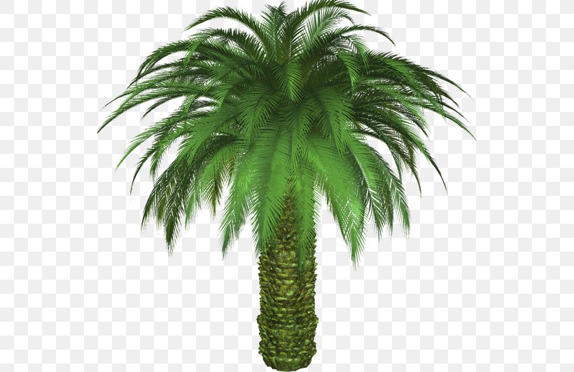 Date Palm Sabal Palm California Palm Tree Mexican Fan Palm, PNG, 542x532px, Date Palm, Arecaceae, Arecales, Attalea Speciosa, California Palm Download Free