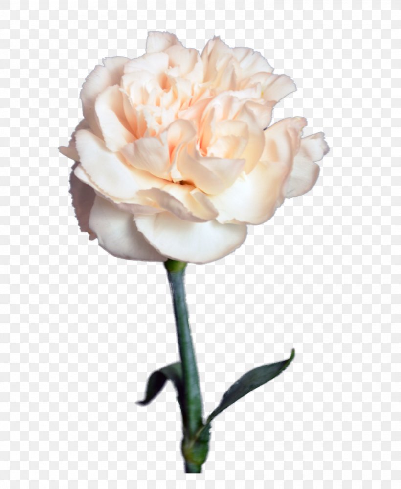Garden Roses Цветочный магазин STUDIO Flores Flower Bouquet Cut Flowers, PNG, 1500x1827px, Garden Roses, Artificial Flower, Artikel, Bud, Cabbage Rose Download Free