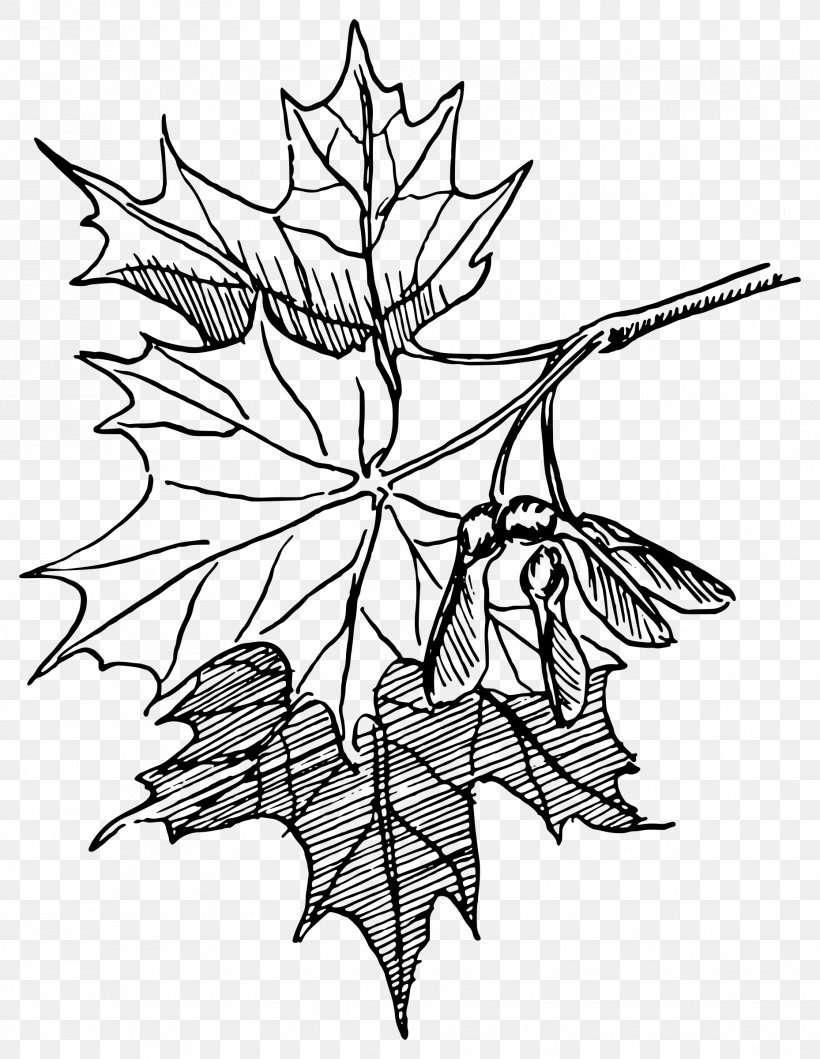 Sugar Maple Maple Syrup Clip Art, PNG, 1858x2400px, Sugar Maple, Acer Nigrum, Artwork, Black And White, Branch Download Free