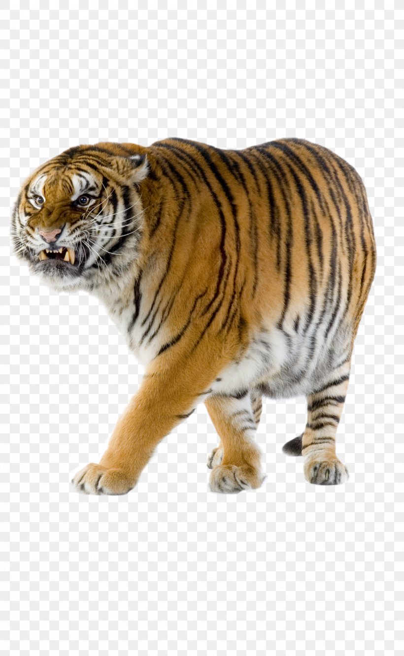 Animal Mammal White Tiger Clip Art, PNG, 1023x1662px, Animal, Bengal Tiger, Big Cat, Big Cats, Carnivora Download Free