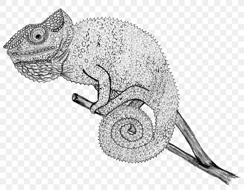 Chameleons Line Art Iguanomorpha Drawing Reptile, PNG, 2181x1702px, Chameleons, Artwork, Black And White, Cartoon, Colored Pencil Download Free