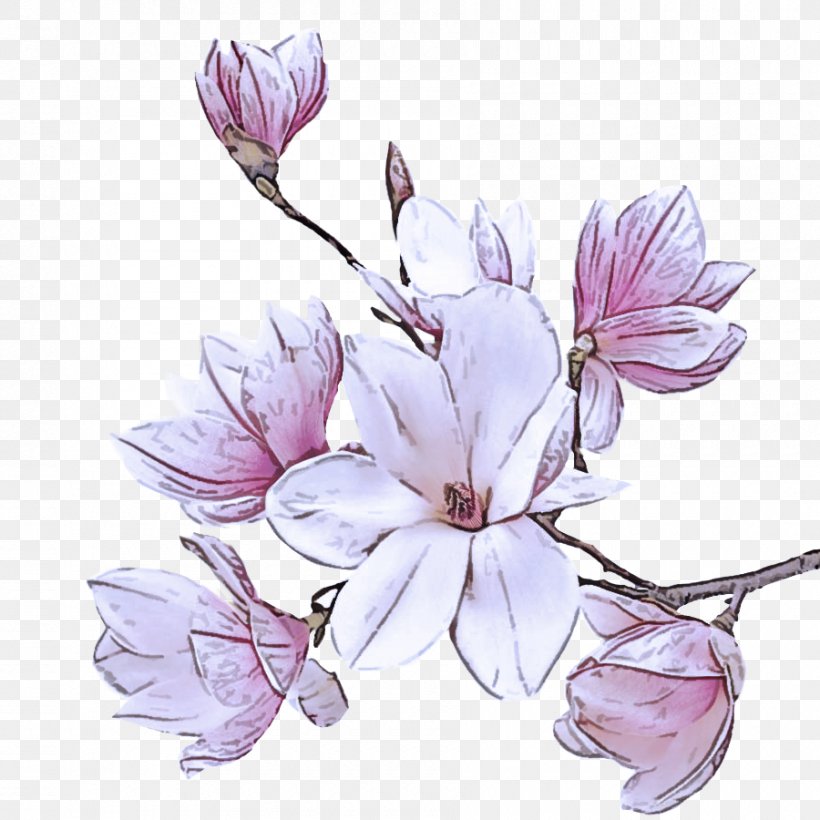 Flower Petal Plant Flowering Plant Lilac, PNG, 900x900px, Flower, Cut Flowers, Flowering Plant, Lilac, Magnolia Download Free