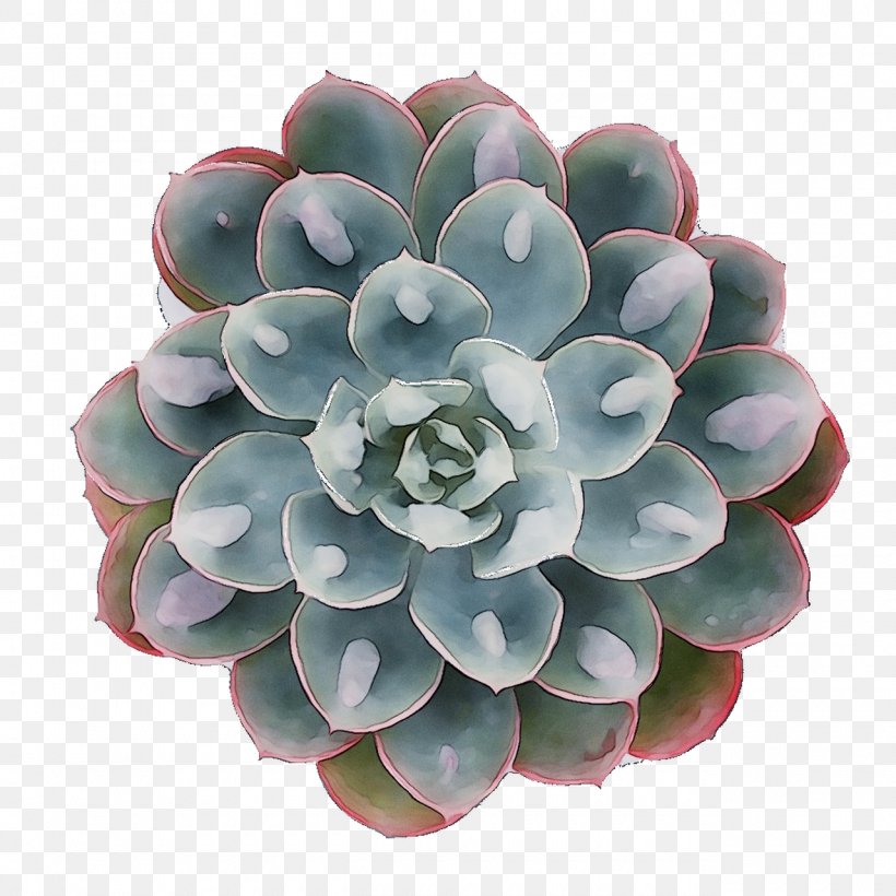 Flower, PNG, 1280x1280px, Flower, Agave, Echeveria, Pachyphytum, Perennial Plant Download Free