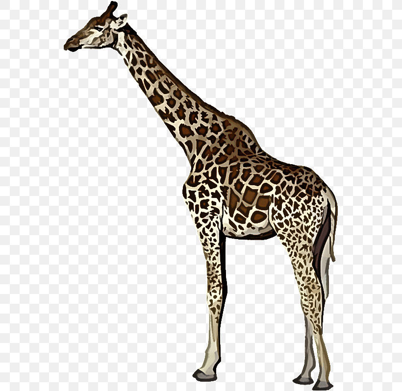 Giraffe Terrestrial Plant Giraffids Biology Science, PNG, 562x798px, Giraffe, Biology, Giraffids, Science, Terrestrial Plant Download Free