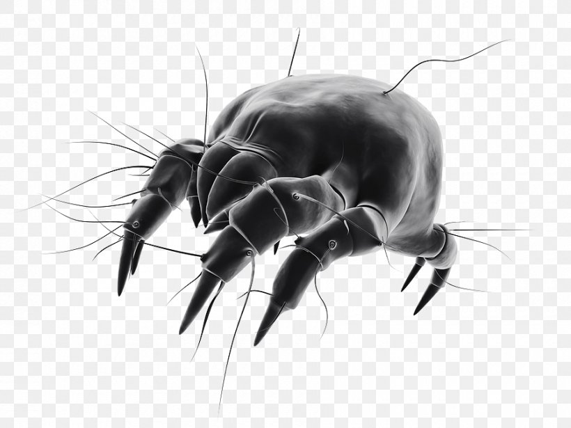House Dust Mites Bed Bug, PNG, 900x675px, House Dust Mite, Allergen, Allergy, Arthropod, Artwork Download Free