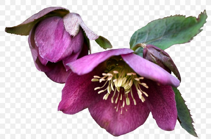 Image GIF Photography Vector Graphics, PNG, 1600x1055px, Photography, Digital Image, Flower, Flowering Plant, Hellebore Download Free