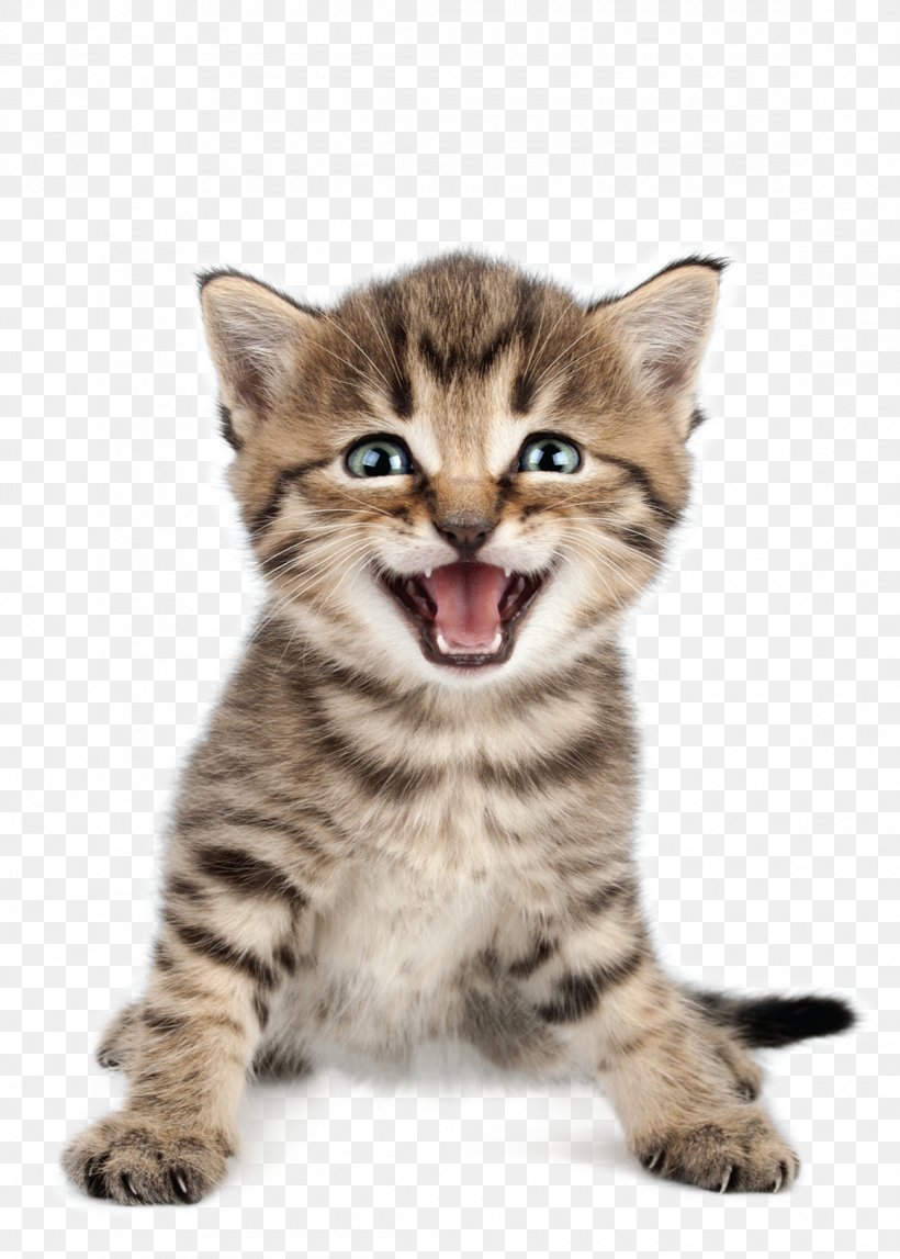 Cat Kitten Meow Purr Pet, PNG, 1160x1623px, Cat, American Shorthair, Animal, Asian, Bengal Download Free