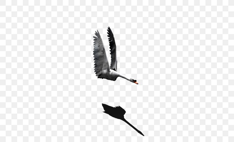 Feather Beak, PNG, 500x500px, Feather, Beak, Bird, Wing Download Free