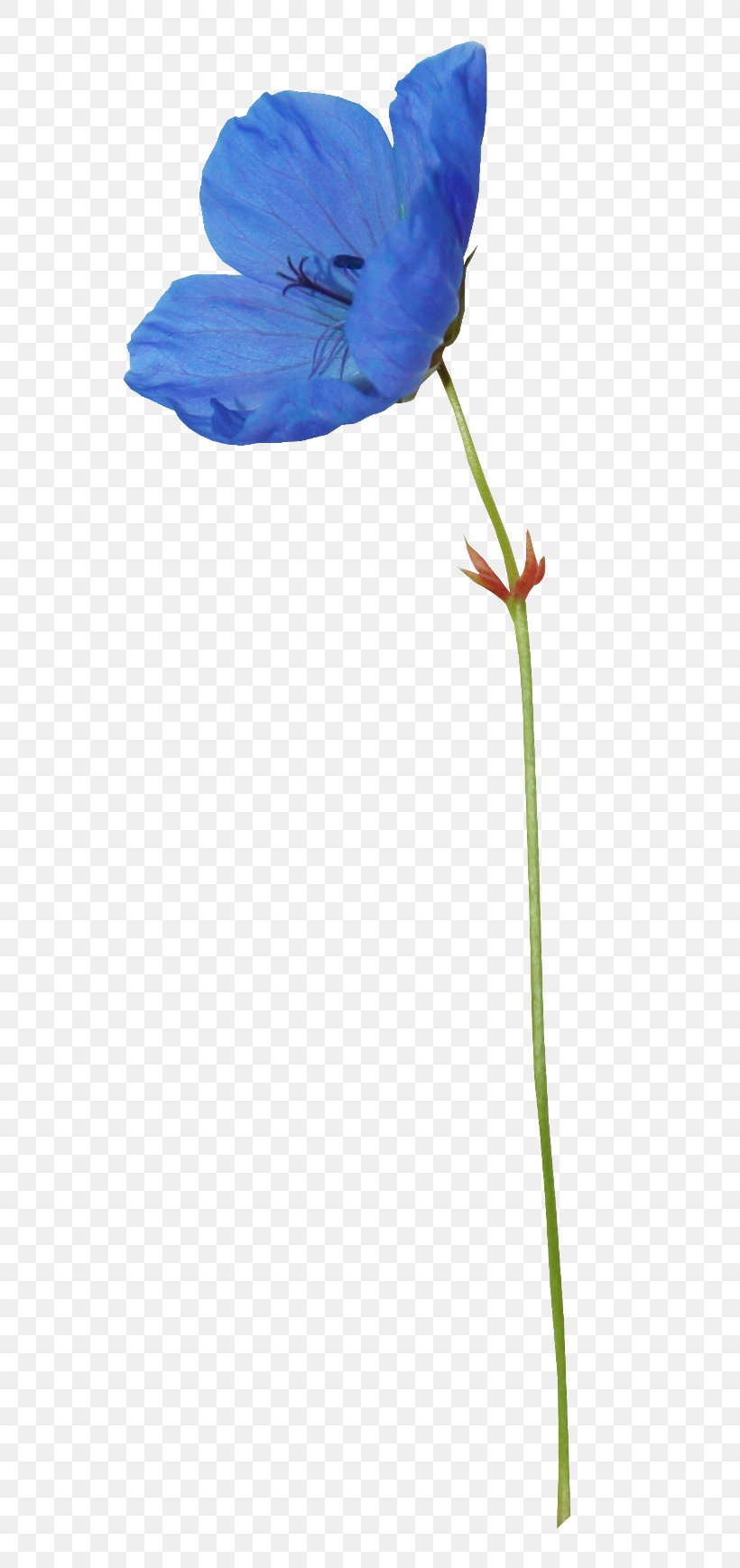 Flower Bouquet Petal Clip Art, PNG, 600x1738px, Flower, Animaatio, Blue, Flora, Flower Bouquet Download Free