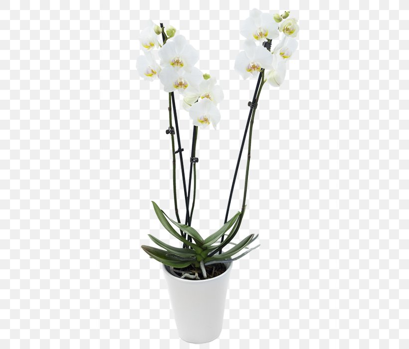 Moth Orchids Dendrobium Flowerpot Cut Flowers, PNG, 700x700px, Moth Orchids, Artificial Flower, Cut Flowers, Dendrobium, Flower Download Free