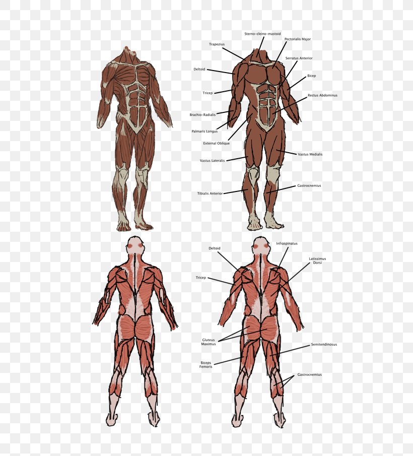 Vitruvian Man Homo Sapiens Muscle Human Body Anatomy, PNG, 640x905px, Watercolor, Cartoon, Flower, Frame, Heart Download Free