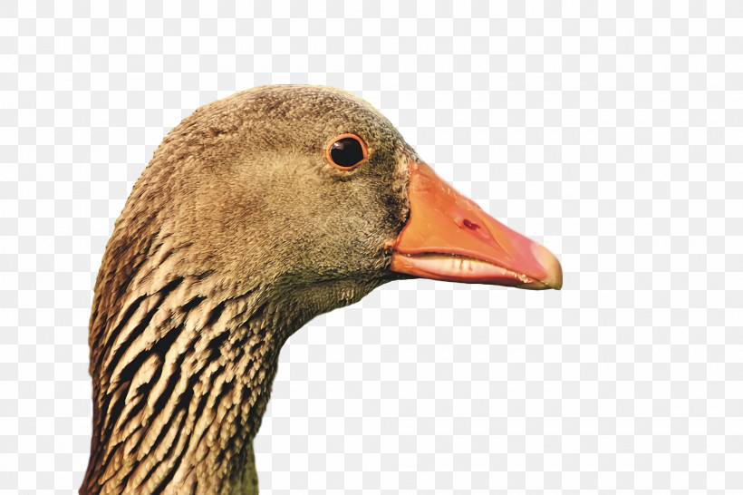 Duck Goose Birds Beak Water Bird, PNG, 1920x1280px, Duck, Beak, Biology, Birds, Closeup Download Free