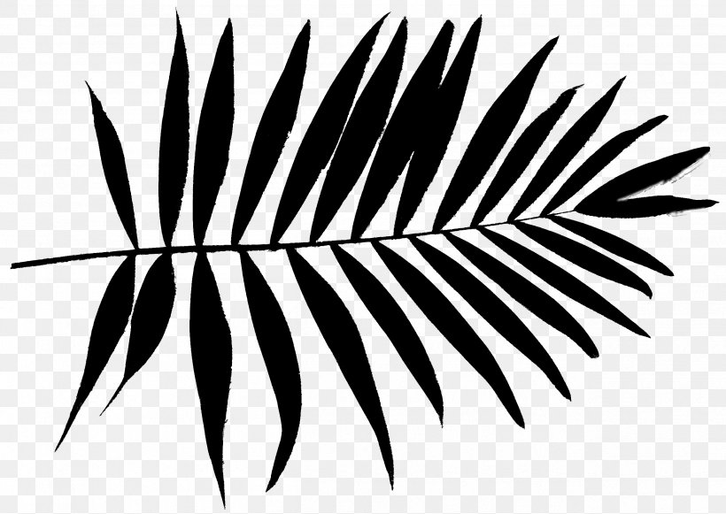 Leaf Palm Trees Plant Stem Threading Eyebrow, PNG, 2516x1784px, Leaf, Arecales, Beauty, Black, Blackandwhite Download Free