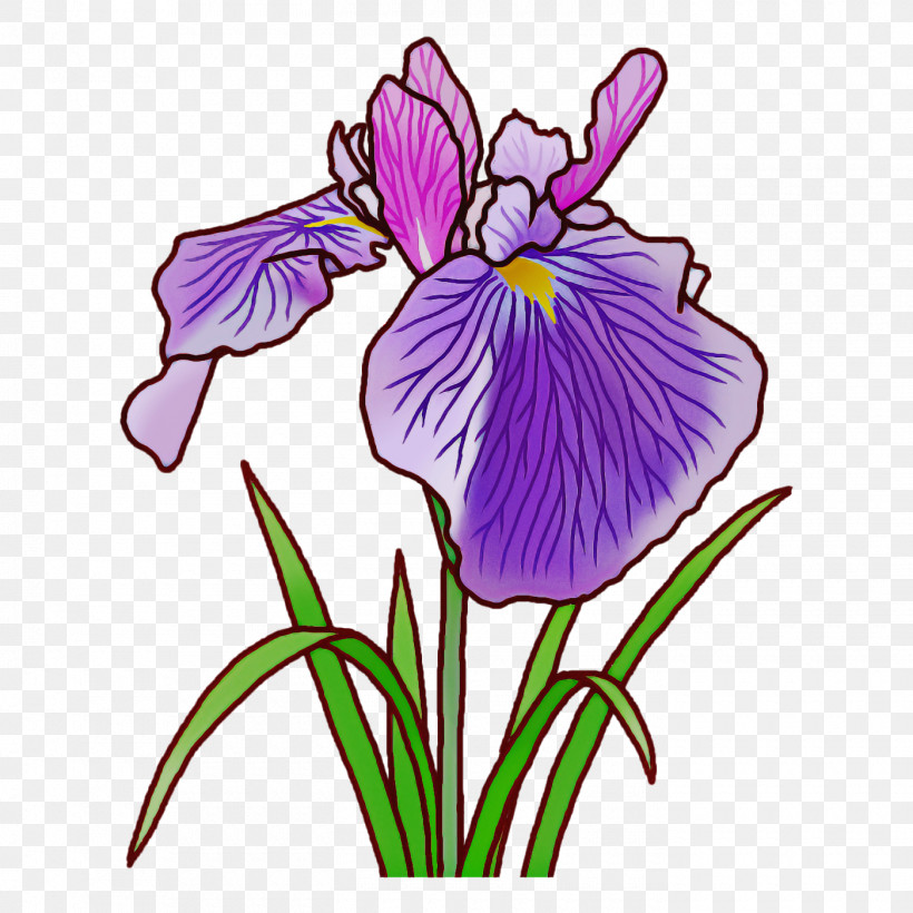 Northern Blue Flag Orris Root Plant Stem Tulip Leaf, PNG, 1400x1400px, Northern Blue Flag, Cut Flowers, Flower, Iris Family, Irises Download Free