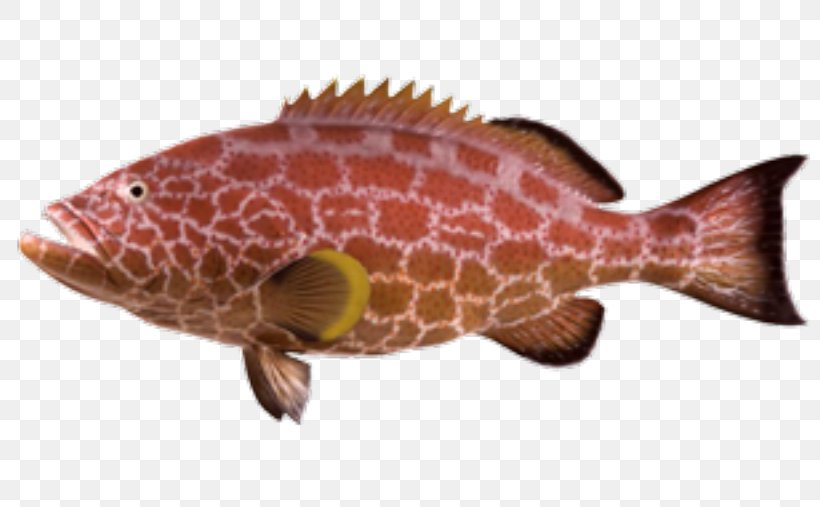 Northern Red Snapper Fish Products Reptile Marine Biology Fauna, PNG, 800x507px, Northern Red Snapper, Biology, Fauna, Fish, Fish Products Download Free