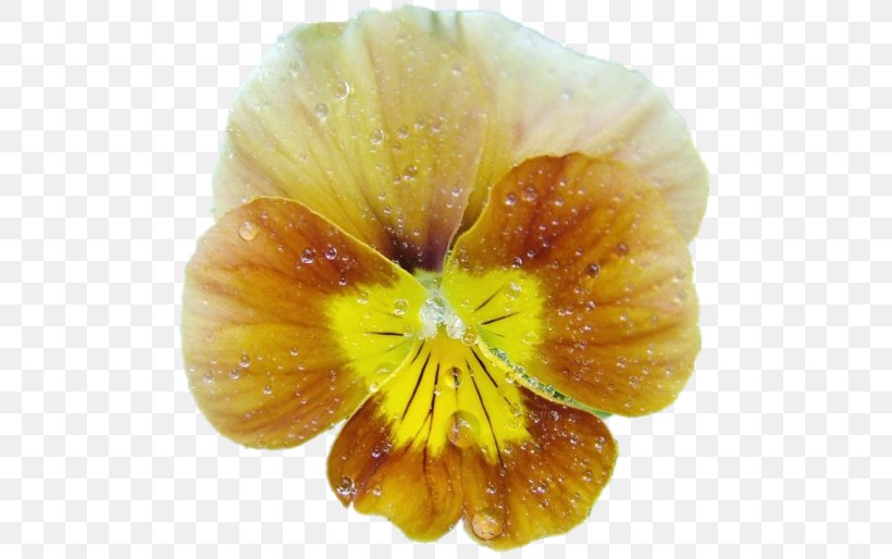 Pansy Information Photography Clip Art, PNG, 500x514px, Pansy, Archive File, Flower, Information, Kulich Download Free