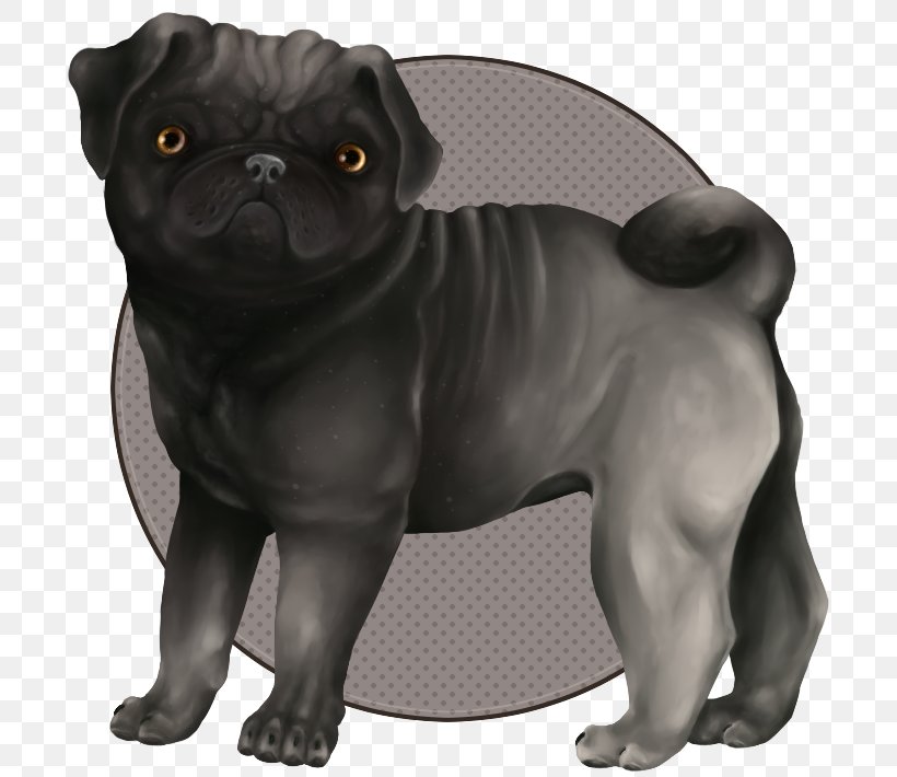 Pug Puppy Dog Breed Snout Pet, PNG, 717x710px, Pug, Breed Group Dog, Canidae, Carnivora, Carnivoran Download Free