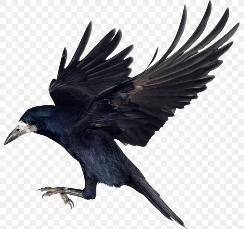 Rook Bird Common Raven Carrion Crow, PNG, 1000x940px, Rook, American Crow, Beak, Bird, Bird Flight Download Free
