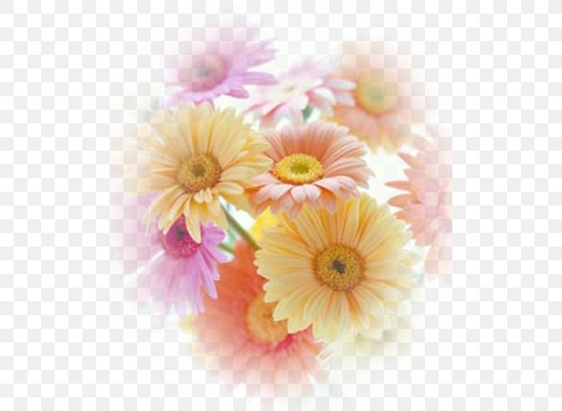 Transvaal Daisy Cut Flowers Chrysanthemum Oxeye Daisy, PNG, 501x600px, Transvaal Daisy, Birthday, Chrysanthemum, Chrysanths, Common Sunflower Download Free