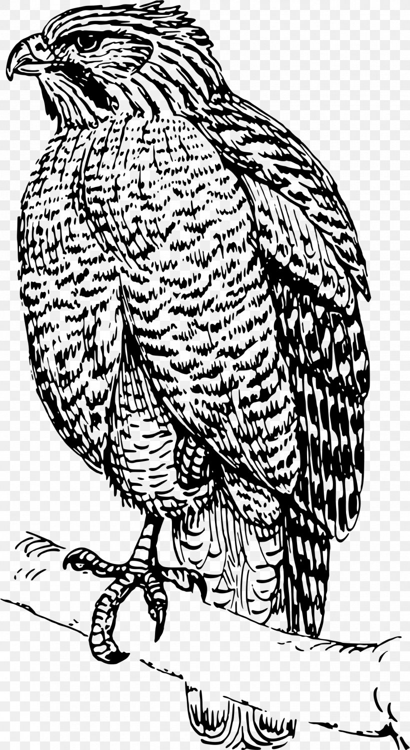 Bird Hawk Drawing Clip Art, PNG, 1314x2400px, Bird, Animal, Art, Bald Eagle, Beak Download Free