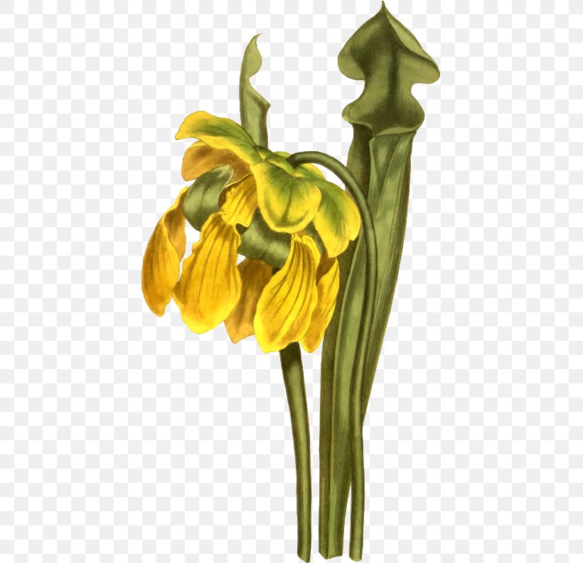 Clip Art Openclipart Image Flower, PNG, 421x793px, Flower, Drawing, Flora, Floral Design, Floristry Download Free