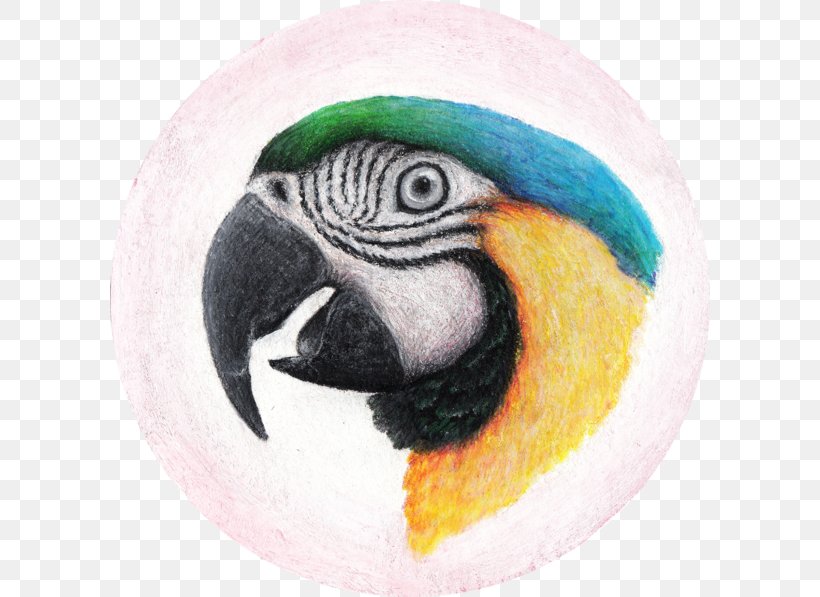 Macaw Parakeet Beak Fauna, PNG, 600x597px, Macaw, Beak, Bird, Fauna, Parakeet Download Free