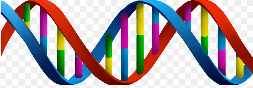 A-DNA Clip Art Nucleic Acid Double Helix, PNG, 4343x1526px, Dna, Adenine, Adna, Gene, Genetics Download Free