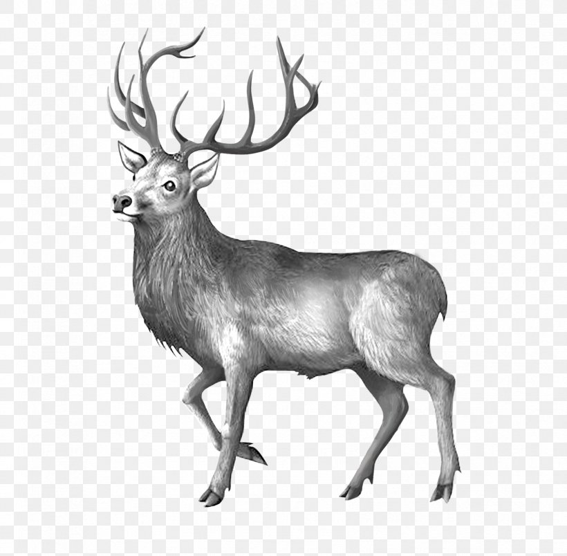 Elk Reindeer Black And White, PNG, 1676x1644px, Elk, Antler, Black And White, Cervus, Deer Download Free
