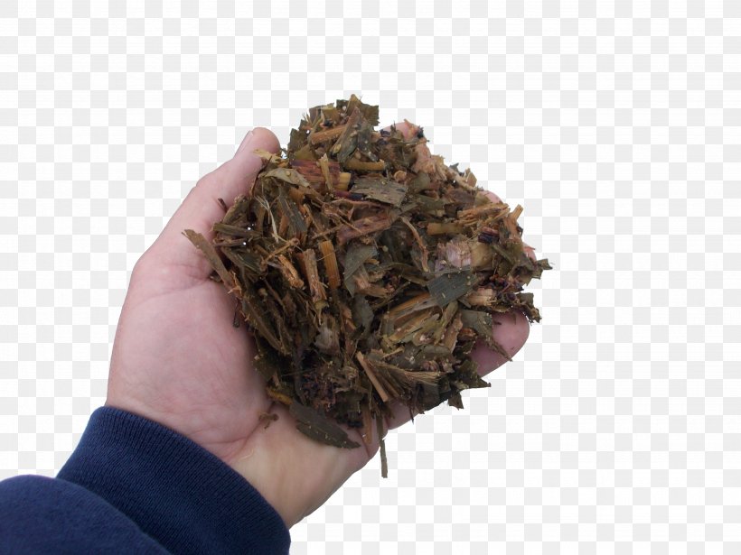 Nilgiri Tea Romeritos Hōjicha Tea Plant, PNG, 3285x2464px, Nilgiri Tea, Bancha, Da Hong Pao, Dianhong, Earl Grey Tea Download Free